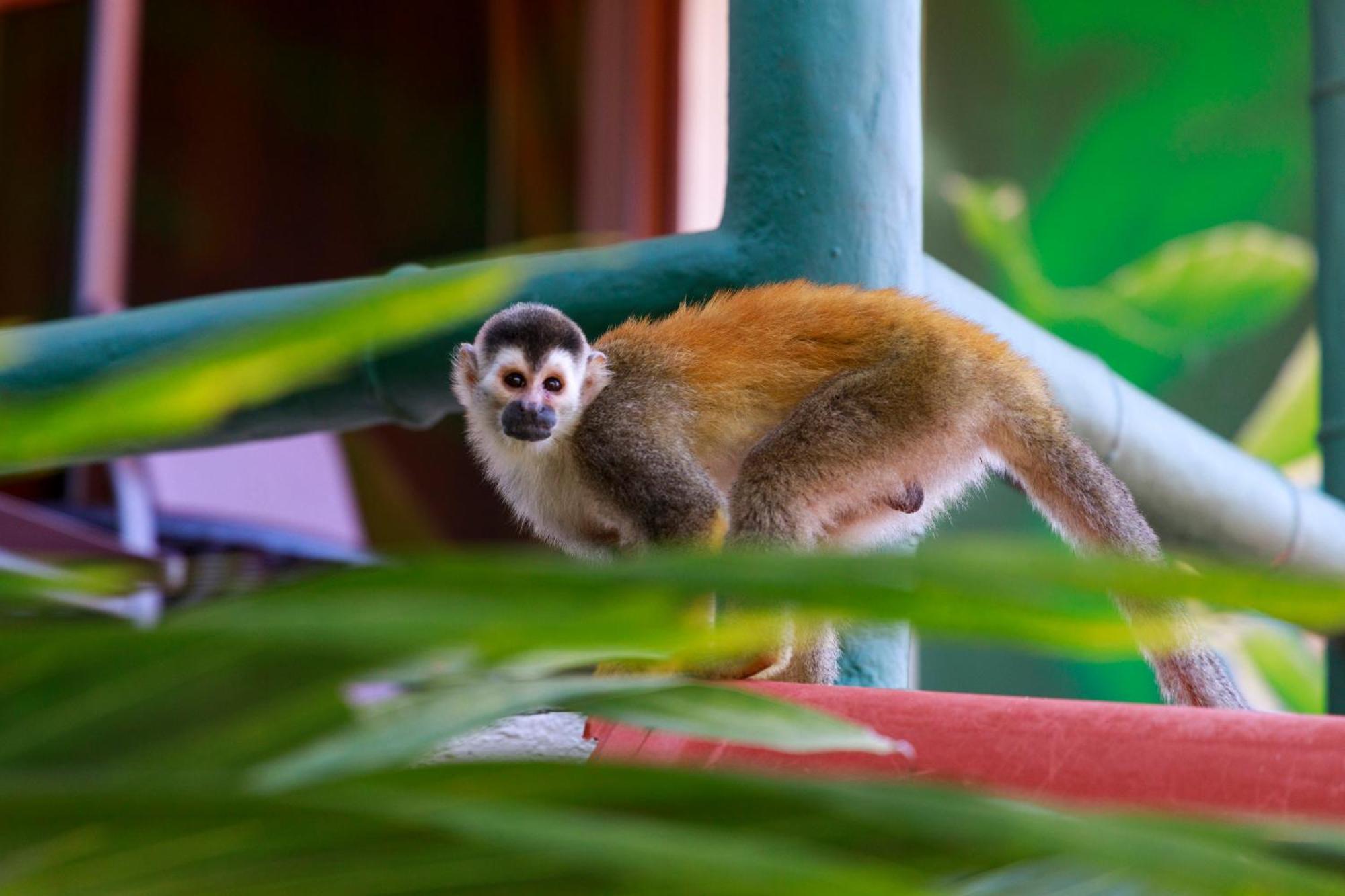 Si Como No Resort & Wildlife Refuge Manuel Antonio Exterior photo